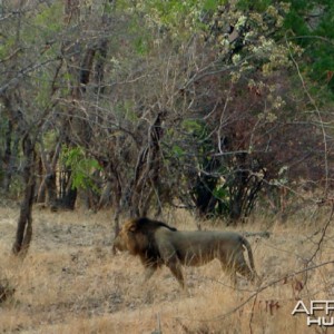 Hunting Lion Zambia