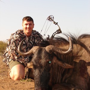 Blue Wildebeest