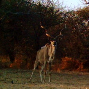 S'Dudla Game Cam Photos