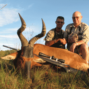 Red Hartebeest