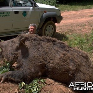 Huge Wild Boar