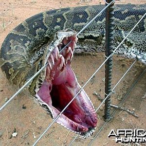 Python caught in a fence