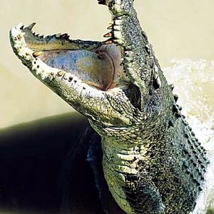 Croc attack