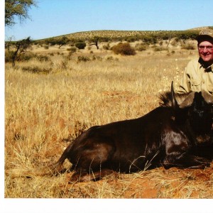 Black Wildebeest Namibia