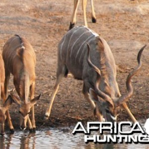 Hunting Kudu Bull