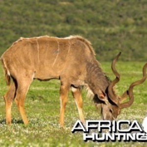 Hunting Kudu Bull