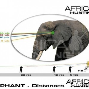 Hunting Elephant Shot Placement