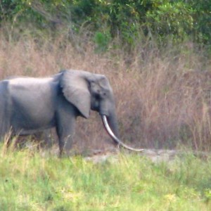 Elephant from Tanzania