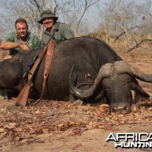 Cape Buffalo Zimbabwe