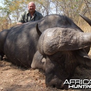 Cape Buffalo Zimbabwe