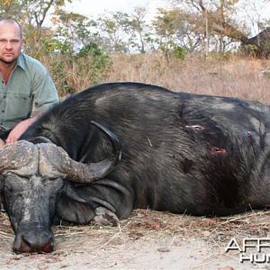 Cape Buffalo