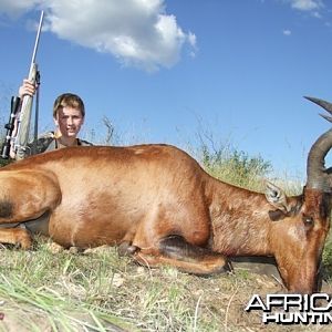 Hartebeest