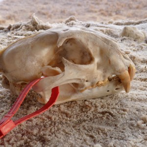 Lion skull Tanzania