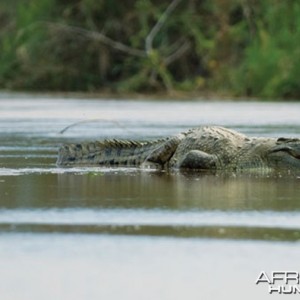 Gustave The Maneater Crocodile