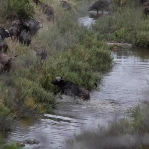 Buffaloes