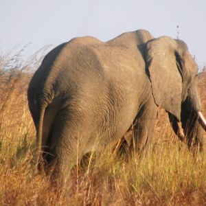 Tembo in Selous