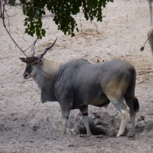 East african eland
