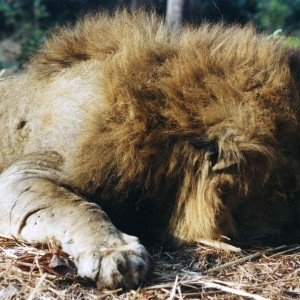 Nice Maned Lion!!
