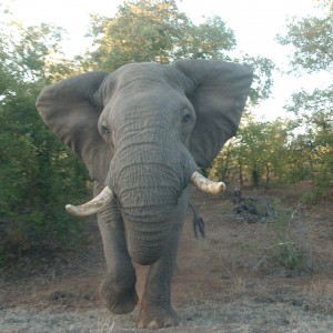 Charging Elephant!