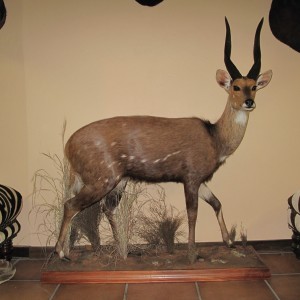 17inch Bushbuck Lifesize mount