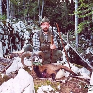 Hunting Mouflon Slovenia