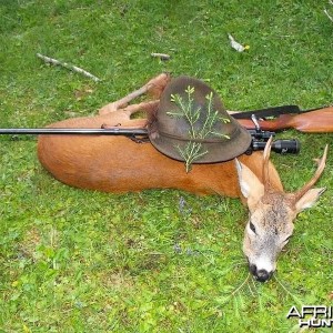 Hunting Roe Deer Slovenia