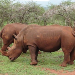 White Rhinos at Leeukop Safaris