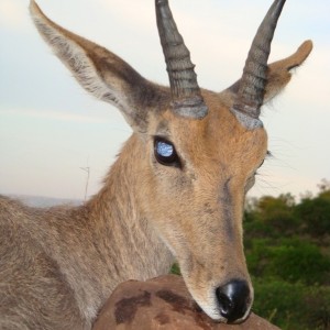 Mountain Reedbok hunted with Leeukop Safaris in South Africa