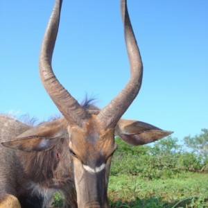 Nyala hunted with Leeukop Safaris in South Africa