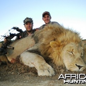 Male Lion bow hunt