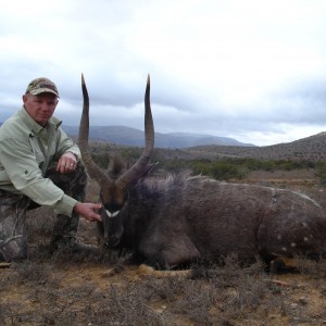 27in Nyala Bull