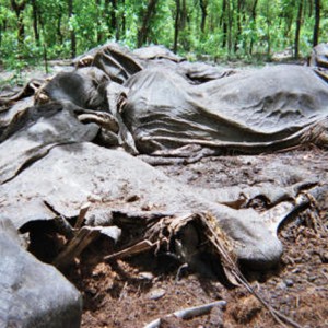 Elephant Poaching Pandemic in Central Africa