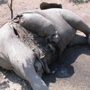 Elephant Poaching Pandemic in Central Africa