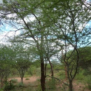 Black Mamba in a tree, Namibia