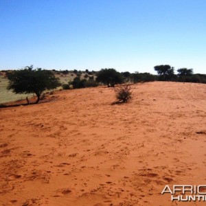 July '10 Hunt - 100 Km East of Gochas - Namibia - (Kalahari)