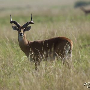 Big Kob in Uganda