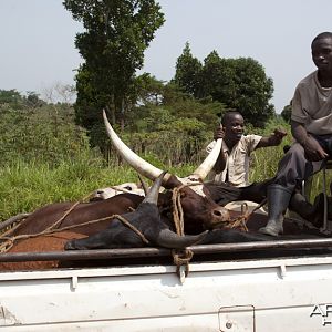 Cattle in pickup, Uganda