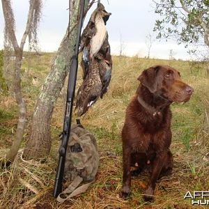 Choco my hunting companion