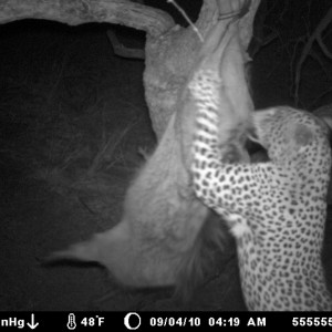 Leopard on bait