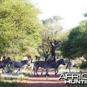 Herd of Zebra