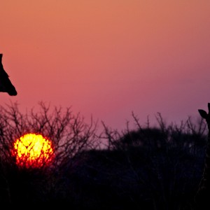 Giraffe sunset