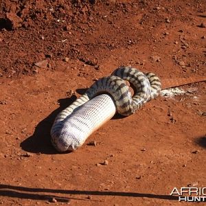 Black Headed Python swallowing Lizard