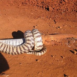 Black Headed Python swallowing Lizard