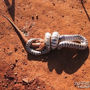 Black Headed Python swallowing Lizard