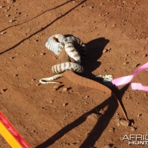 Black Headed Python swallowing Lizard