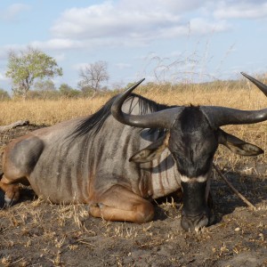 Nyasaland Gnu hunted in Tanzania