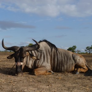 Nyasaland Gnu hunted in Tanzania