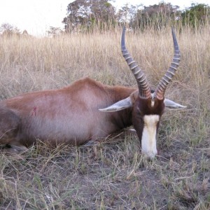 Blesbuck taken with Bosbok Safaris  RSA