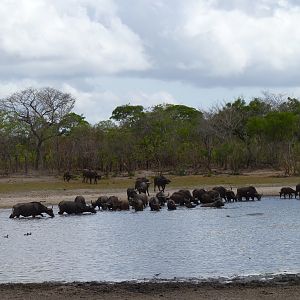 Cape Buffalo in Tanzania