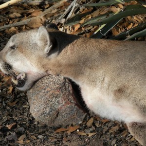 Hunting Mountain Lion